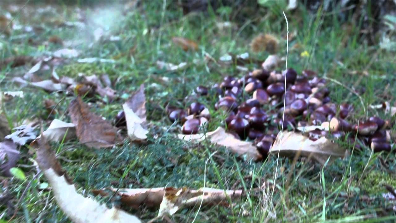 Agriturismo Montagna Verde (versione italiana)