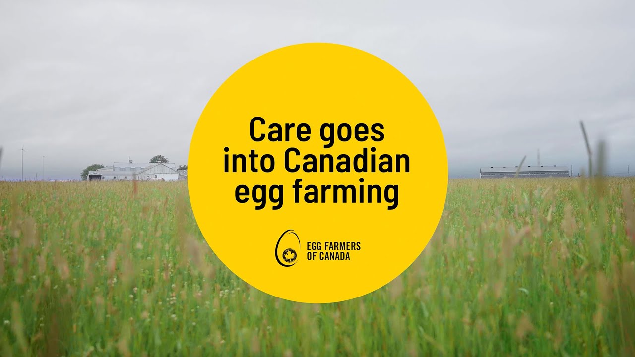 Care goes into Canadian egg farming