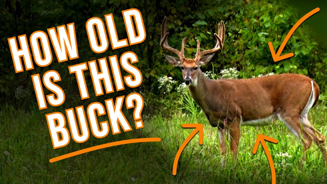 How To Age A Deer? | Deer Hunting 101| Wade Middleton