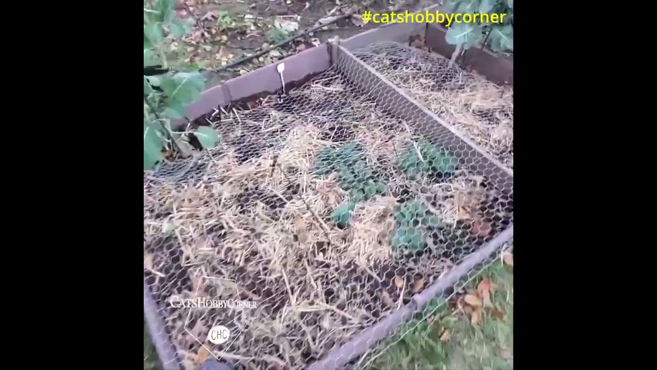 Keep PESTS Out of Your Garden with Chicken Wire! - #catshobbycorner #gardening