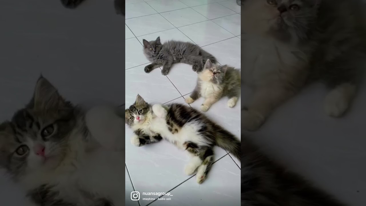 Anak kucing persia himalaya siap adop ❤️ lucu gemoy semua 😍