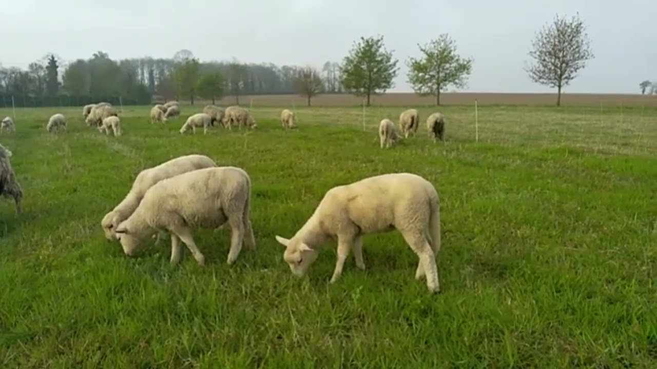 Sevrage des agneaux laitiers 2022