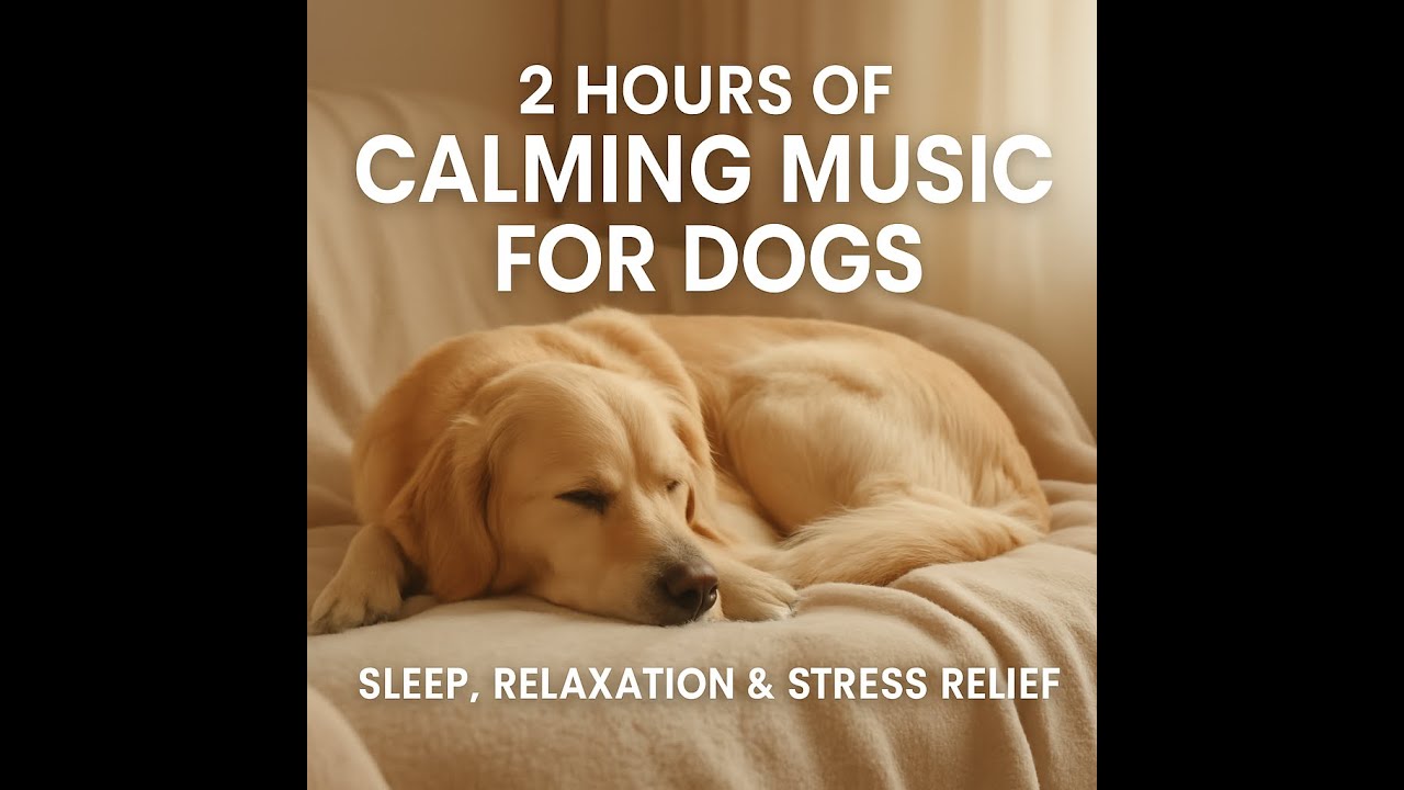 🐶 Köpekler İçin Sakinleştirici Müzik |Uyku, Stres Azaltma, Rahatlama Relaxing Music for Dogs Calm