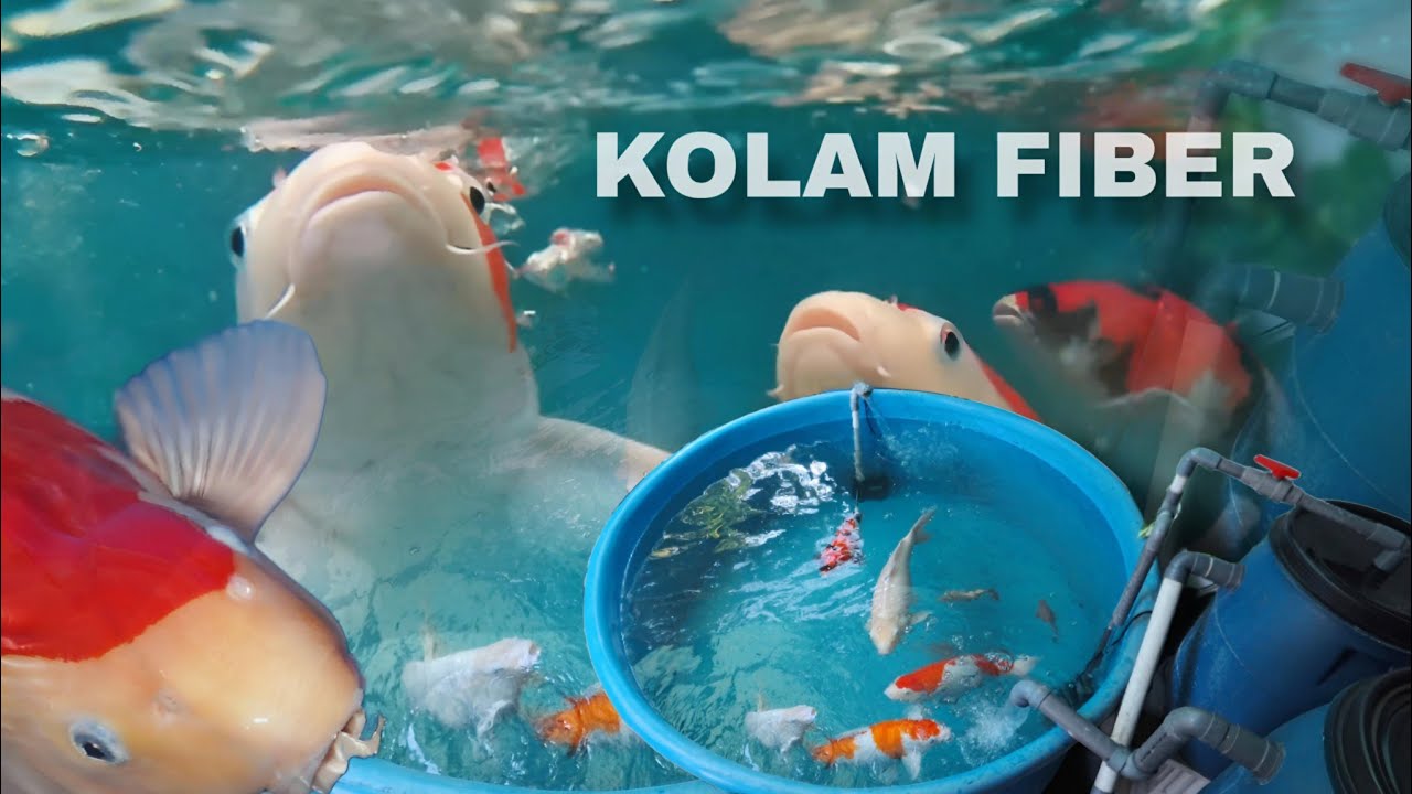 KOLAM IKAN KOI KECIL MINIMALIS | KELEBIHAN DAN KEKURANGAN KOLAM FIBER⁉️