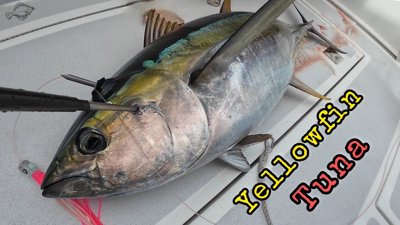 Yellowfin Tuna 