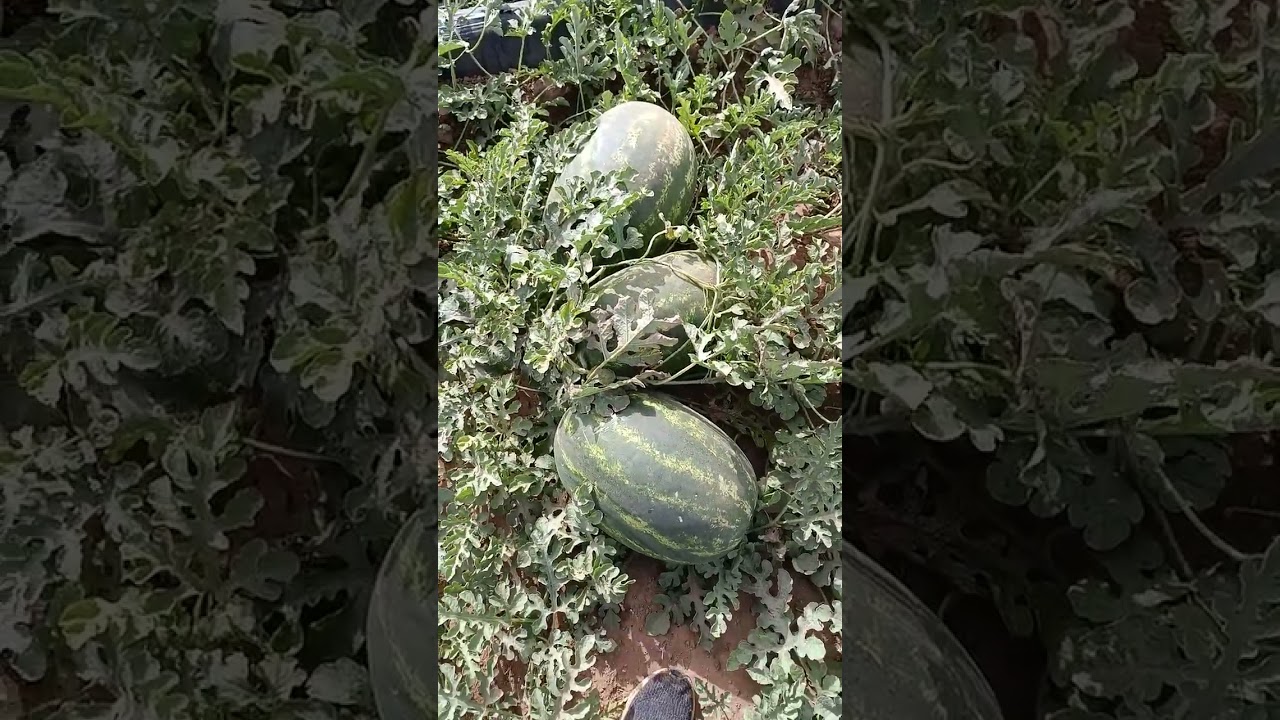 الحمد لله على الخيرات من موريتانيا #agriculture #المغرب #اكسبلور #التغطيه #farming 
