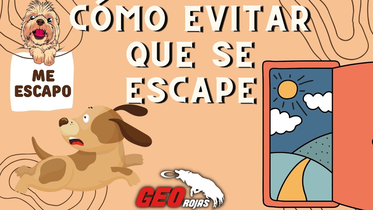 Que hacer para que mi PERRO no sé ESCAPE con la PUERTA ABIERTA.