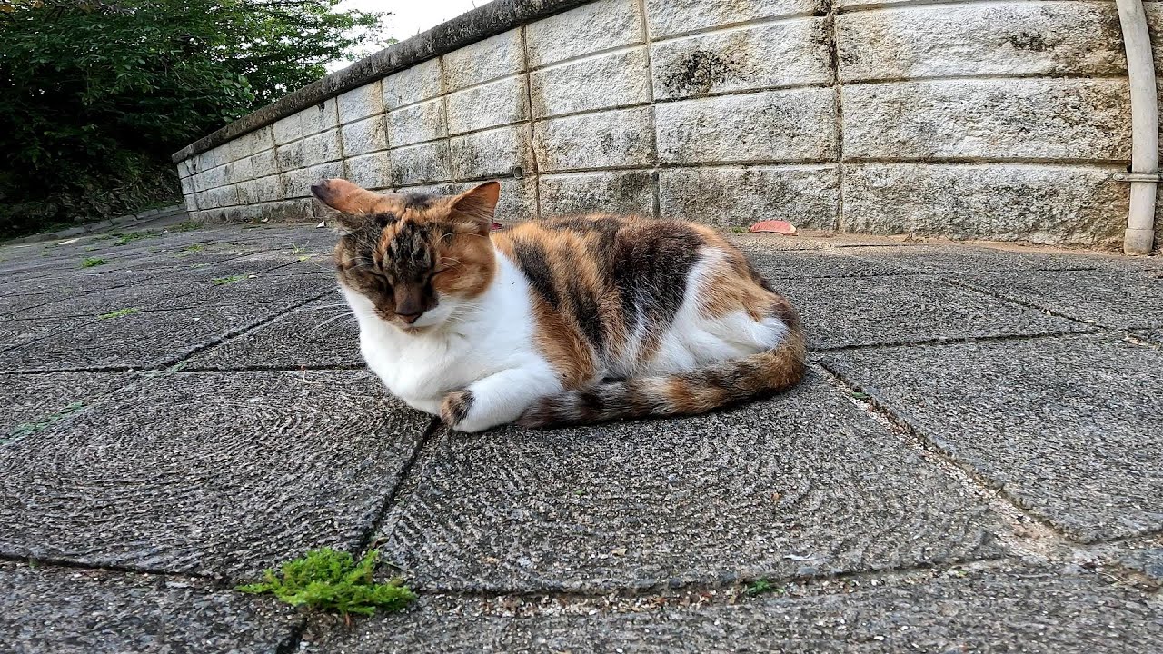 リラックスできる音楽と猫。睡眠音楽。やっぱり猫が好き。野良猫の日常