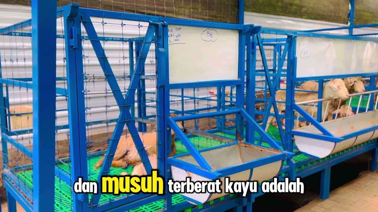 Kandang Portable Mewah Untuk Domba Mewah