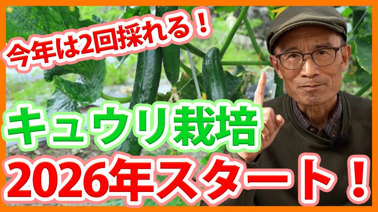 家庭菜園や農園のキュウリ栽培で2026年栽培のコツ！1年に2回収穫する方法とキュウリの育て方！【農家直伝】