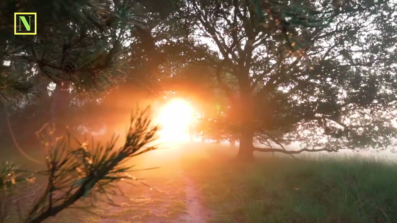 Sunrise jungle arial view for nature lovers