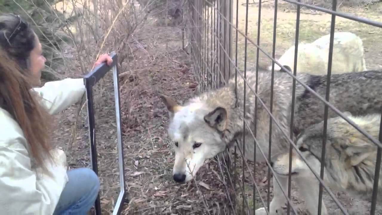 The Wolf-Dog Mirror Experiment