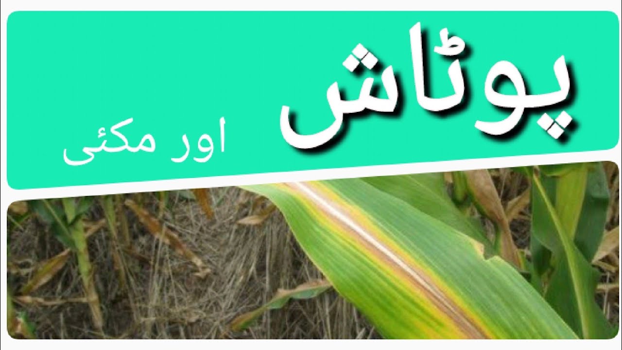 how to manage potashium in corn crop मक्का की फसल में पोटेशियम का प्रबंधन कैसे करें