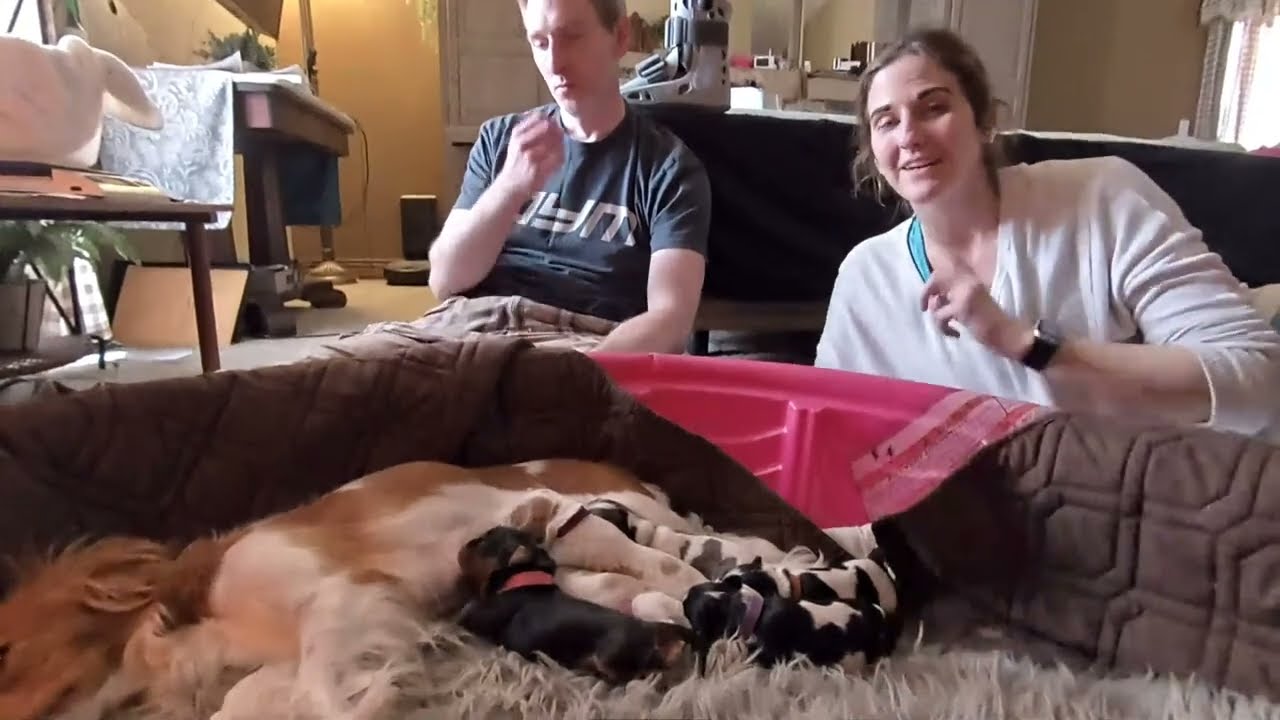 Cavalier Puppy Live Stream: Gossip Day (How we Respond to Trolls)
