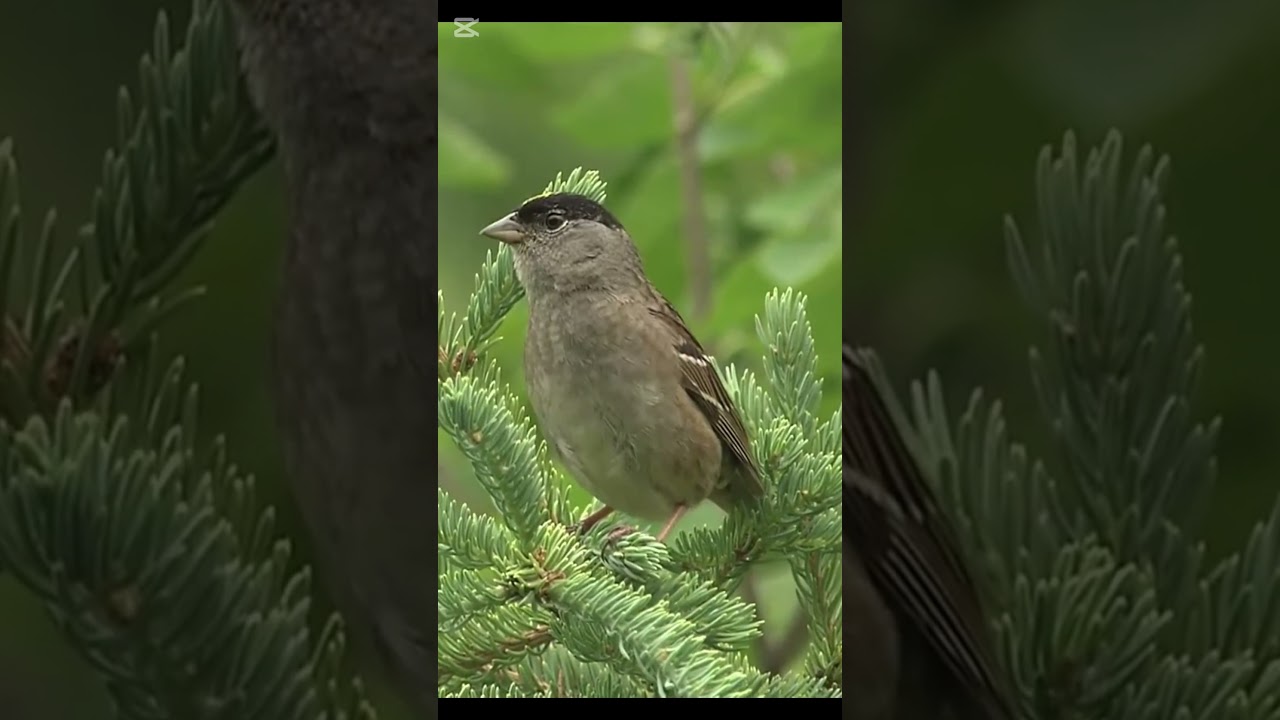 Golden crowned Sparrow #birdsong #birds #naturezasurpreendente #nature #cantodospassaros #birdsounds