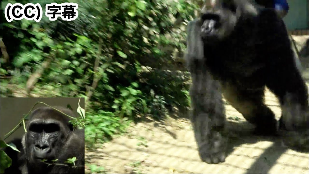 В конце концов, Кинтаро был строго отруган своим отцом. Горилла ,  Семья Момотаро