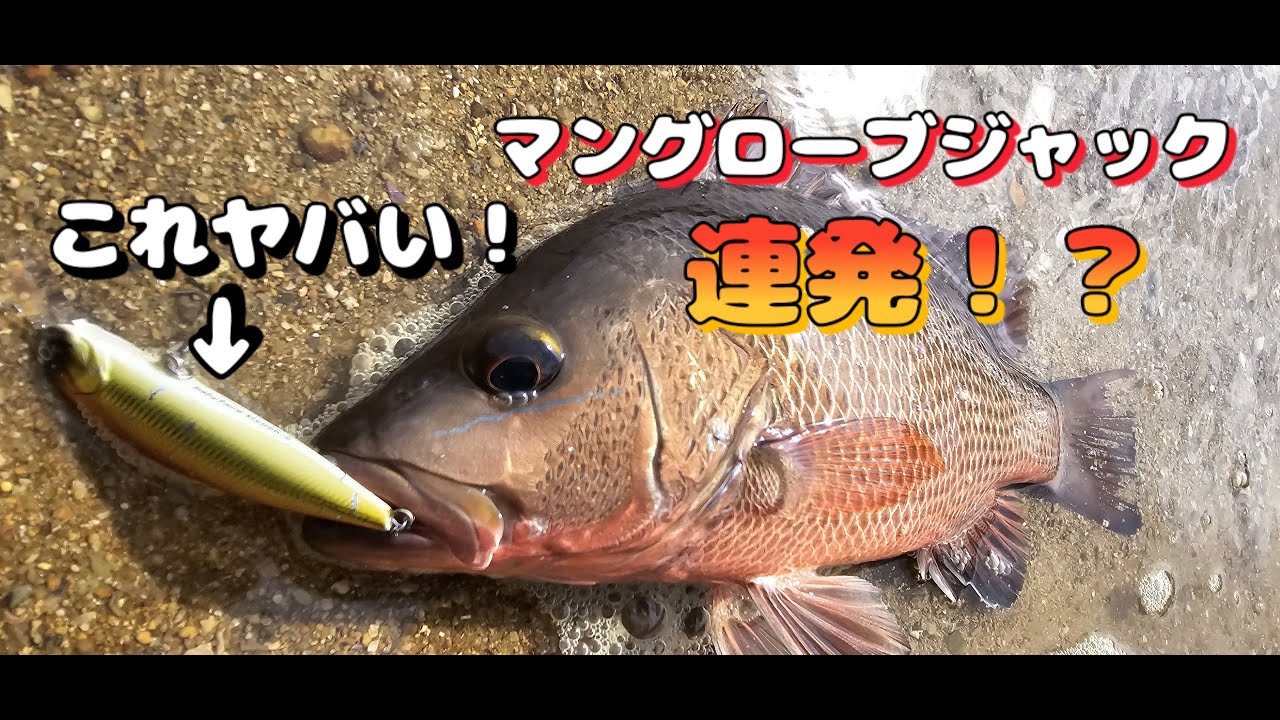 【babyface】のミノーがヤバい！【マングローブジャック】が【連発！】ライトゲームでブチ曲がりが楽しすぎた！