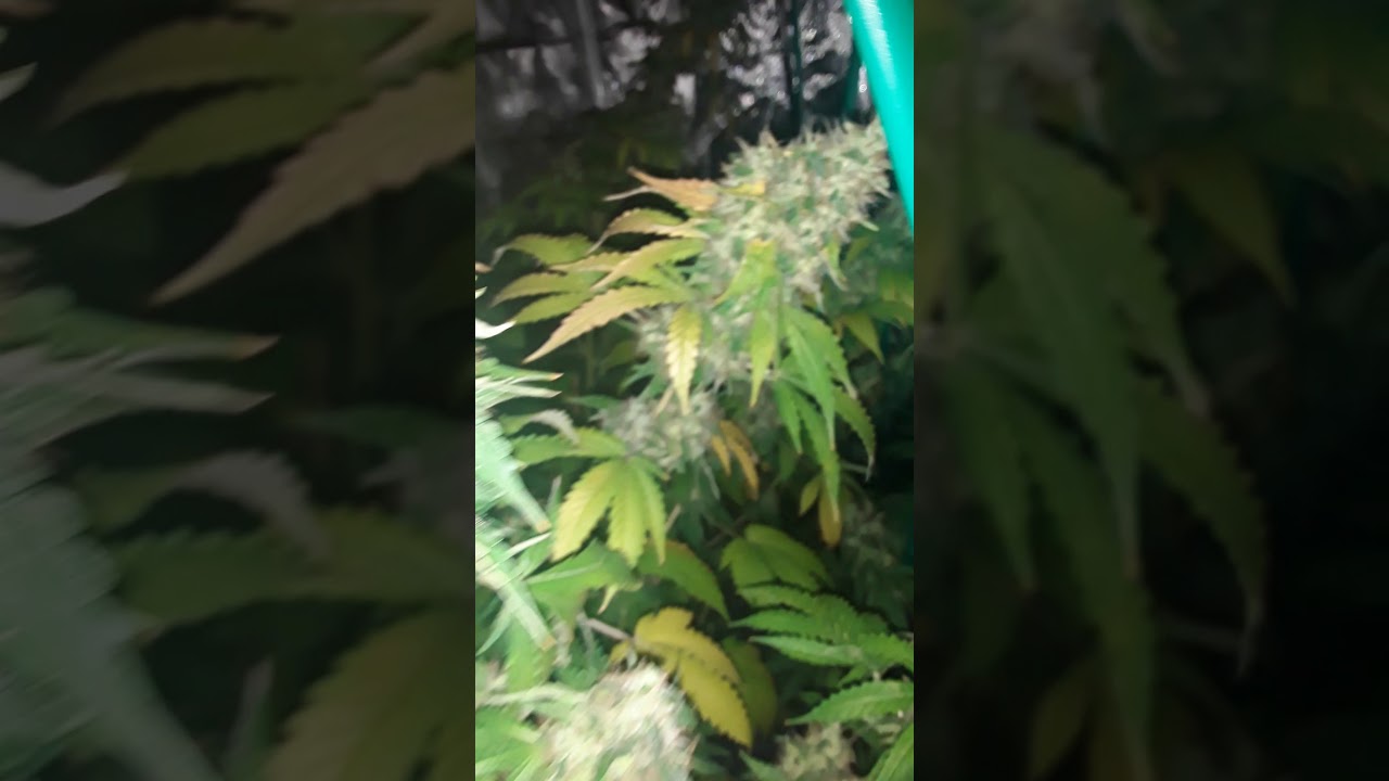 White Siberian right before harvest.