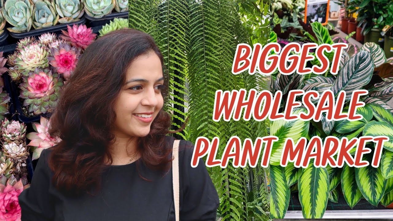 Biggest & Wholesale Plant Market Tour 🌿 | Rare Plants, Pots, Bonsai & More #biggesplantmarkettour