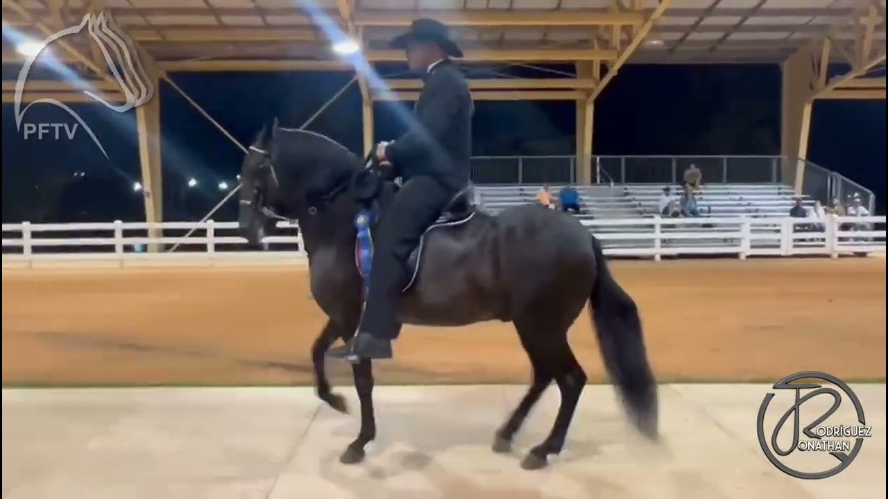 Ponderosa Espect&aacute;culo de Chapala, Gran Campe&oacute;n Paso Fino Miami Summer Classic 2022