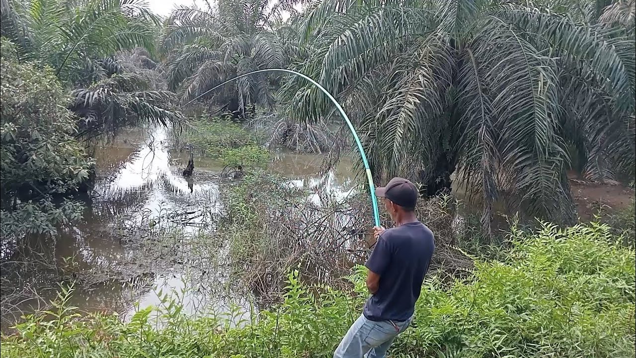 TEHNIK KILLER MANCING IKAN GABUS || video kompilasi strike mancing tegek gabus