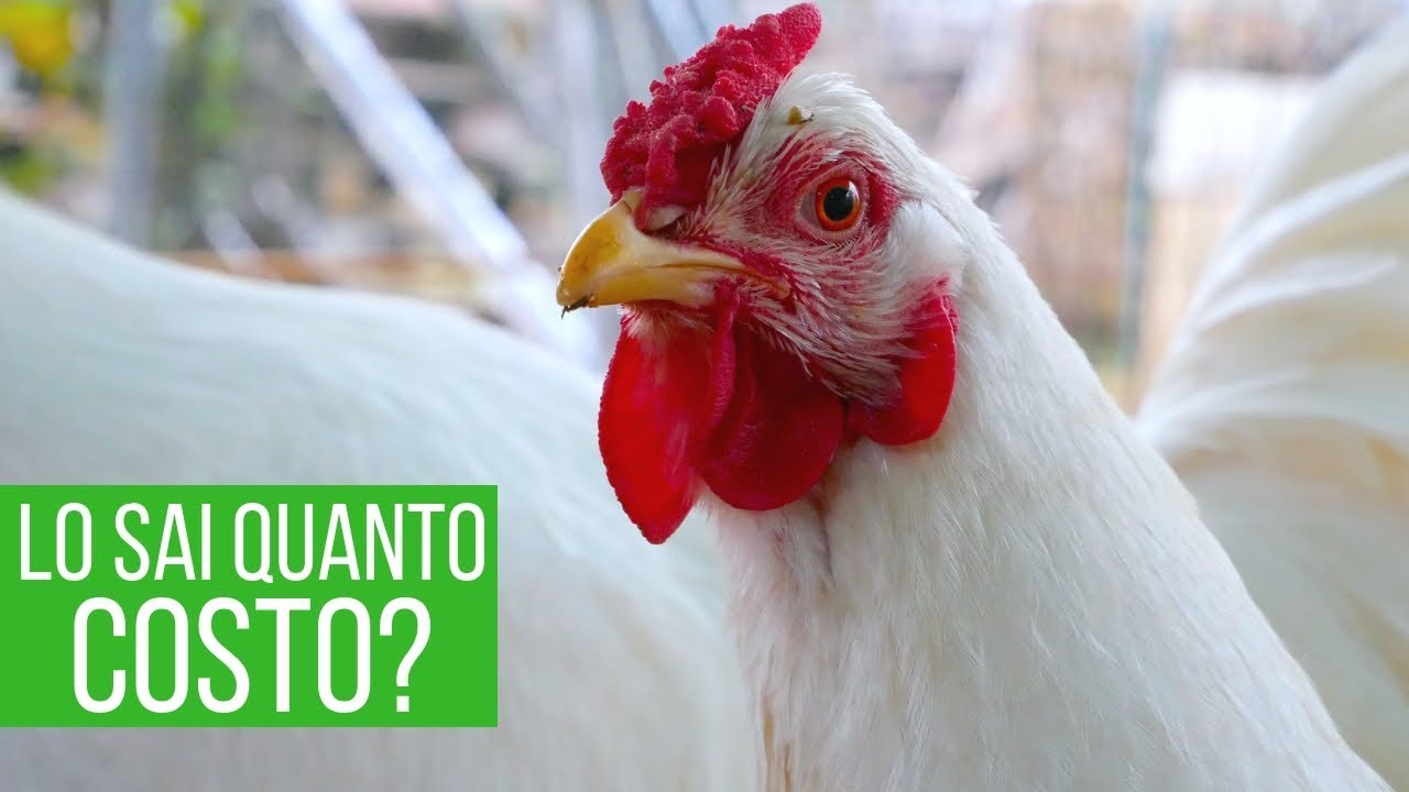Quanto costa una gallina? Guida completa per iniziare