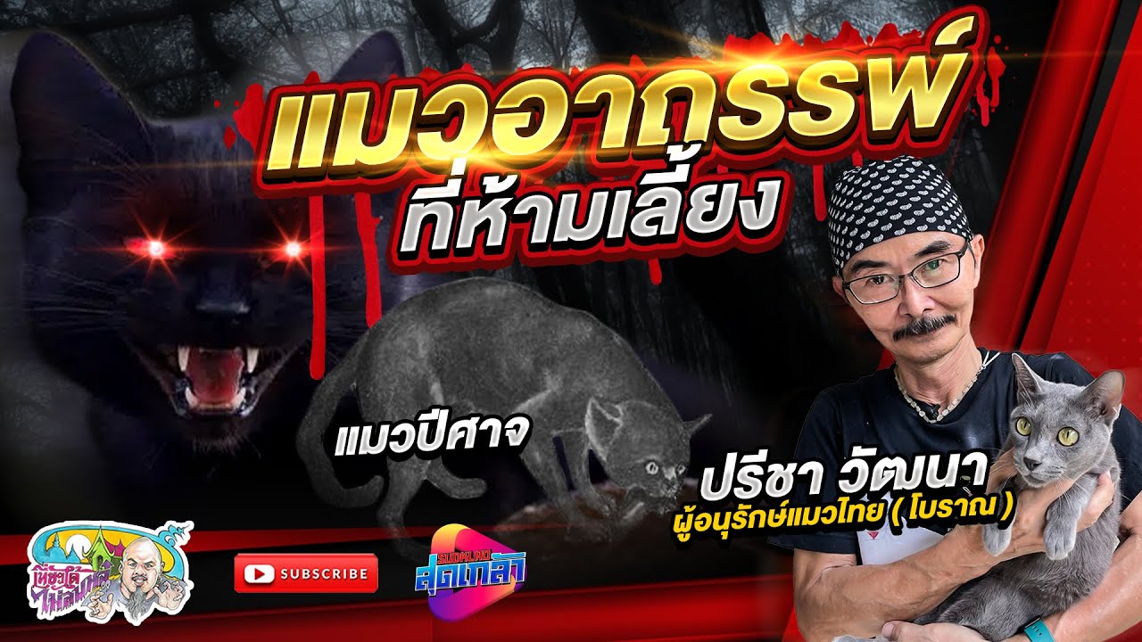แมวอาถรรพ์ แมวปีศาจที่ห้ามเลี้ยง / แมวมงคลเสริมดวงแต่ละอาชีพ | เที่ยวได้ไม่ลบหลู่