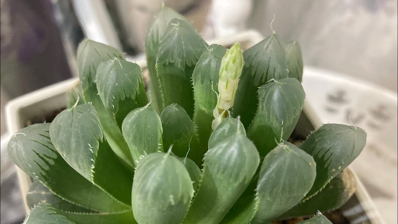 ハオルチアから花芽が出てきた咲くか？楽しみ　