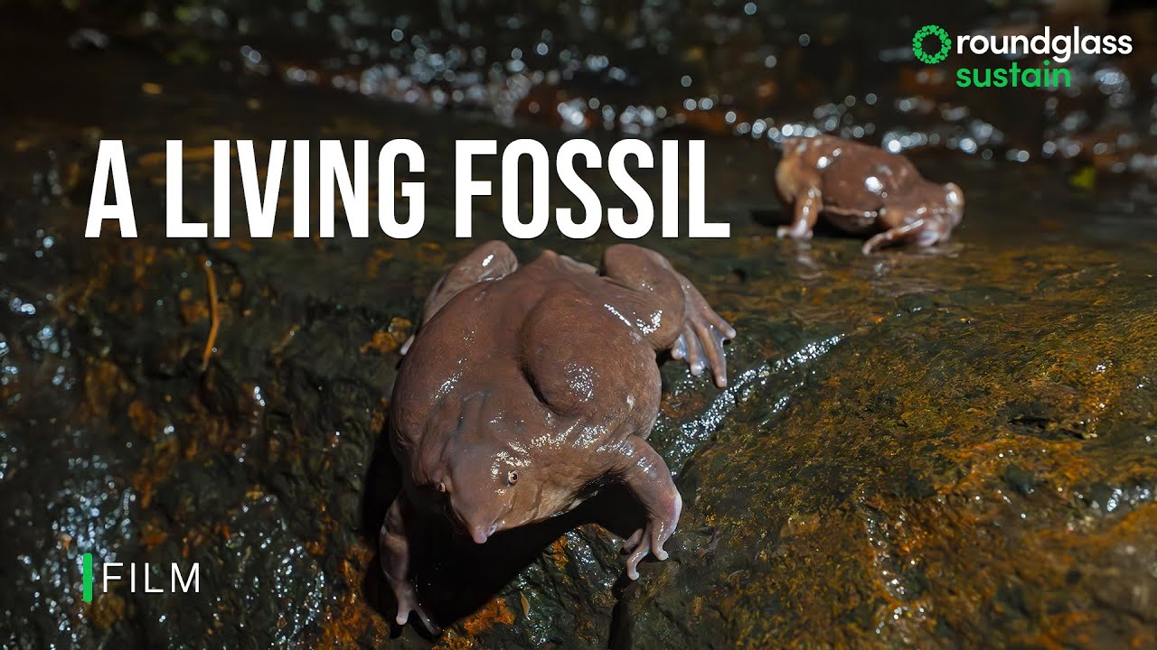 A Living Fossil: The Purple Frog's Brief Life on Land | Animal Behaviour | 