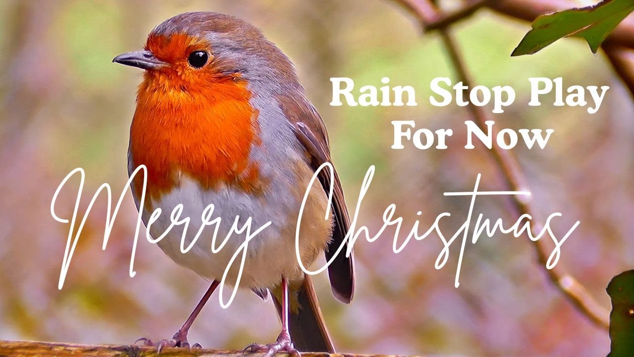 Rain Stop Play For Now - Rains Wash Out My Chub Session! Season Finale & Merry Christmas!