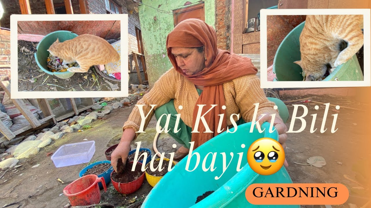 Yai Kis Ki Bili 🐈 Hai Bayi? ||  Maa Sai Seekhi Gardening 👩‍🌾