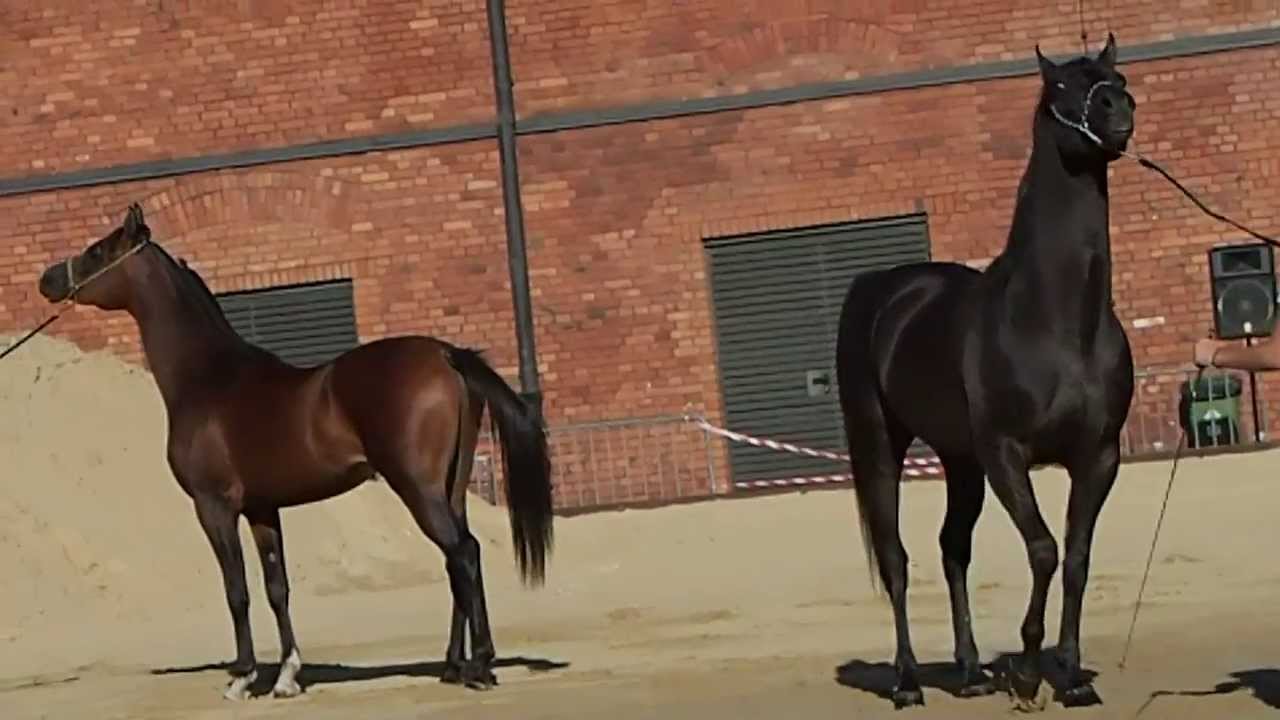 Arabian Horses in Lodz Manufaktura konie arabskie AVCHD