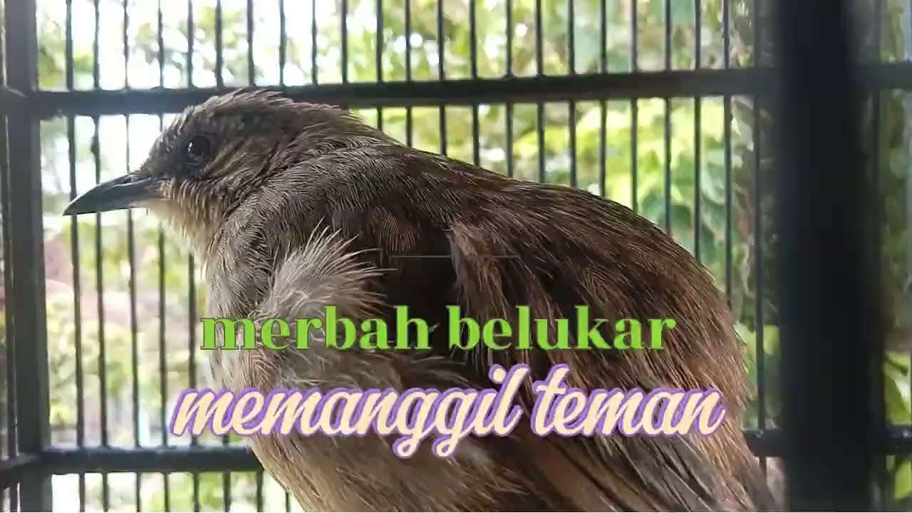 Merbah belukar suara masteran