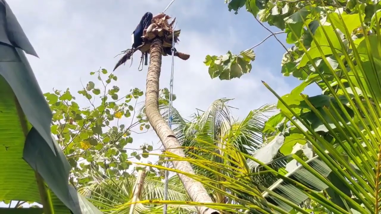 Skill dan nyali yang luar biasa seorang penebang pohon