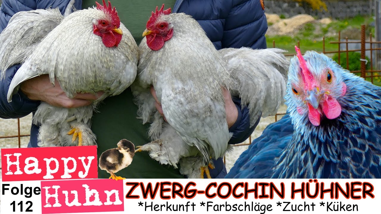 Zwerg-Cochin-Hühner im Rasseportrait bei HAPPY HUHN - Farbschläge, Haltung, Zucht, Naturbrut E 112