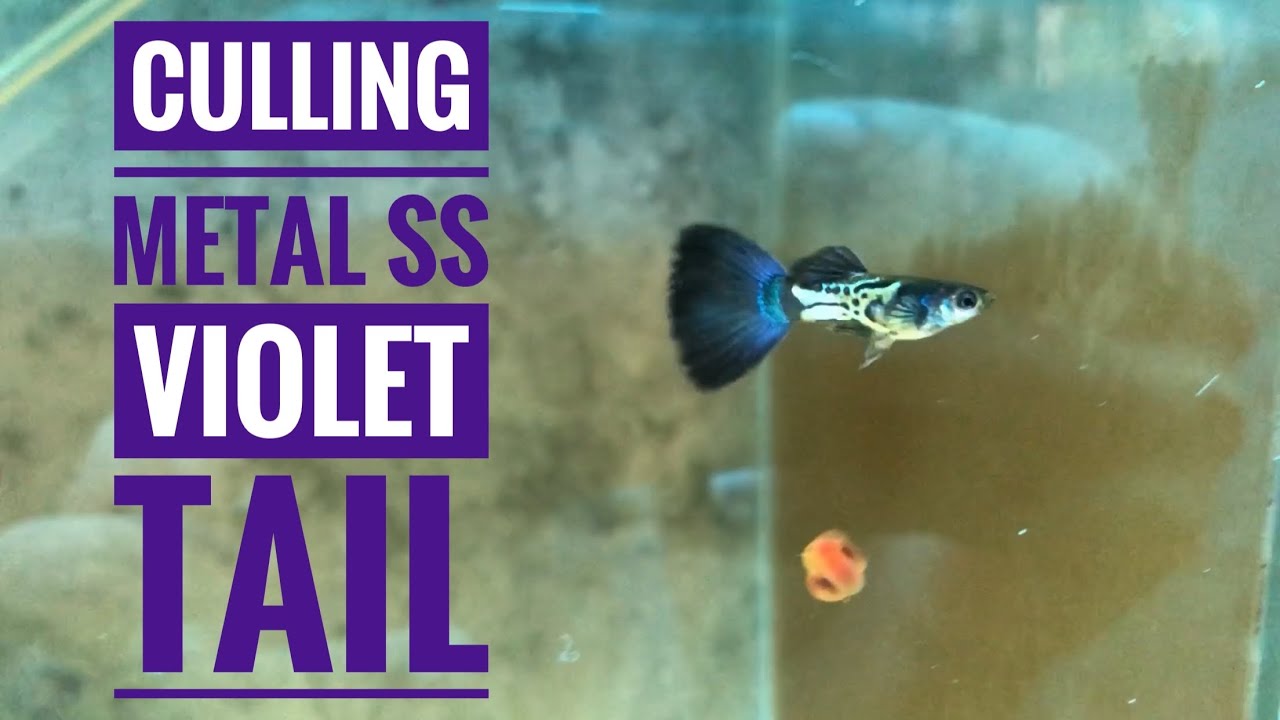 Culling Metal Snakeskin Violet Tail