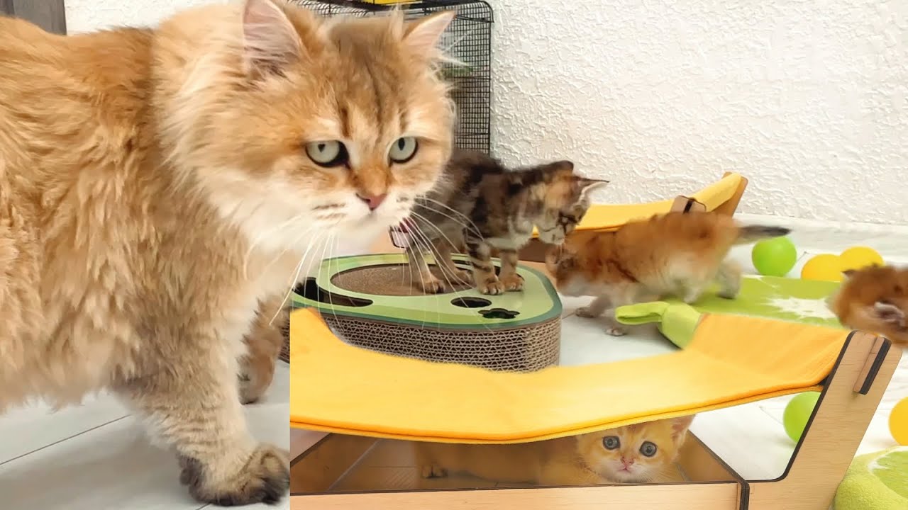 Мама-кошка играет и разговаривает со своими милыми котятами