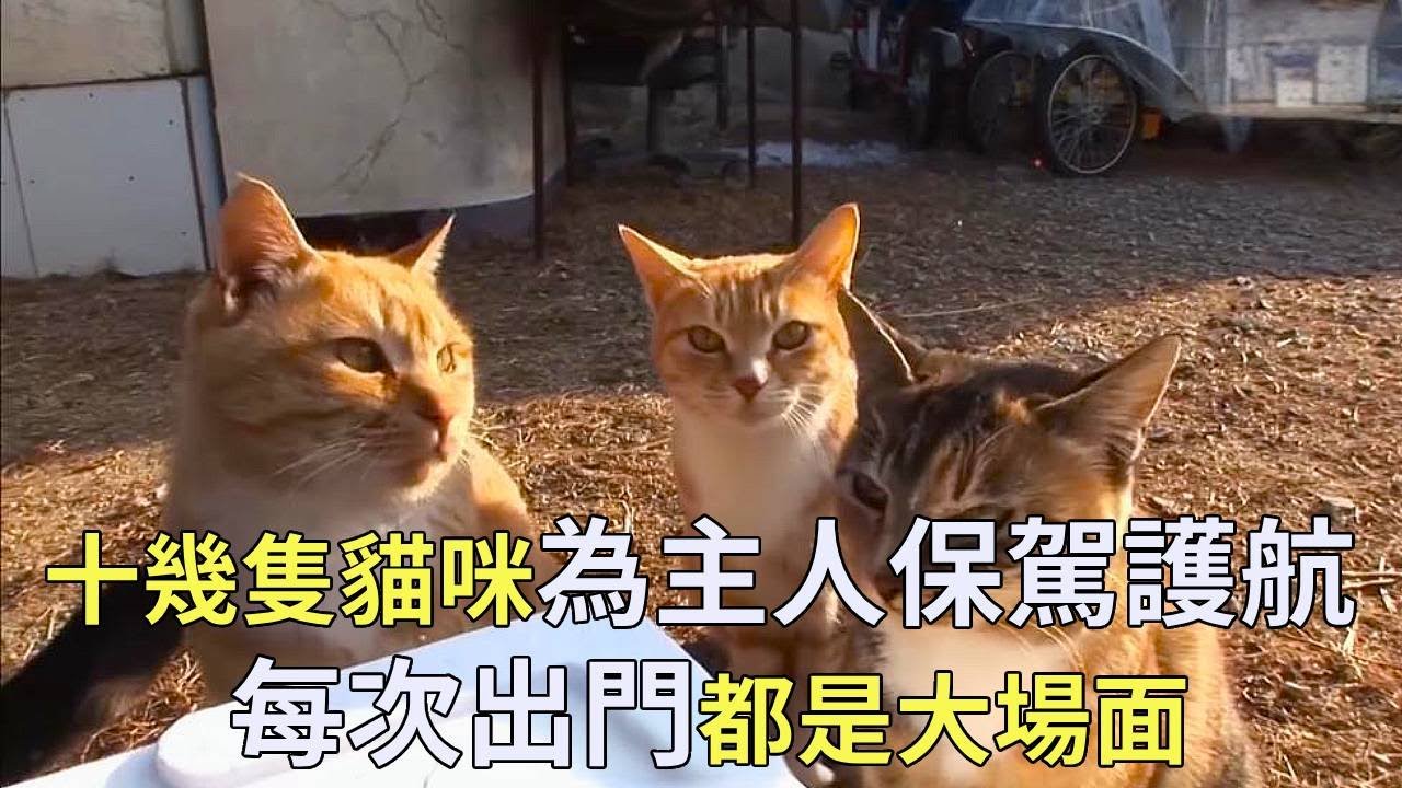 十幾隻貓咪保鏢為主人保駕護航，與主人形影不離，每次出門都是大場面！【小奶狗觀影】