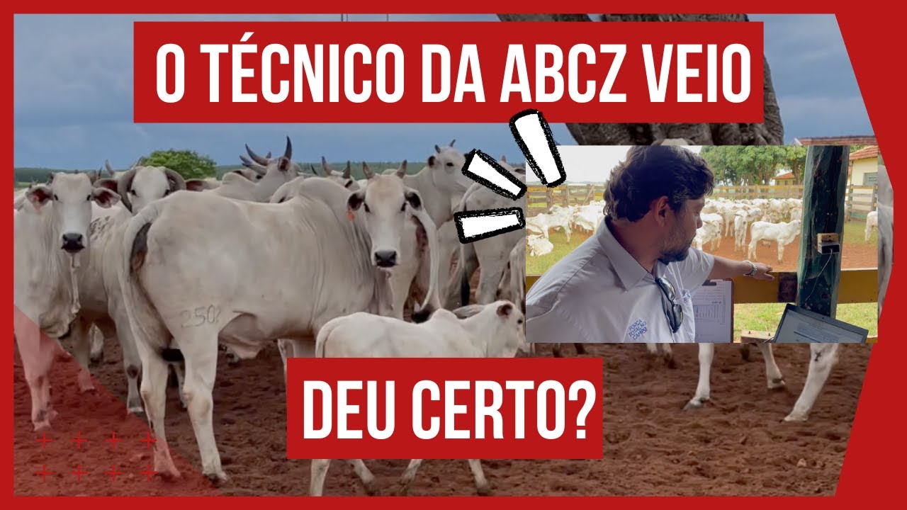 AVALIAÇÃO GENÉTICA DA ABCZ para GADO PURO (GADO PO BOVINOS DE CORTE) - ABCZ #PARTE2