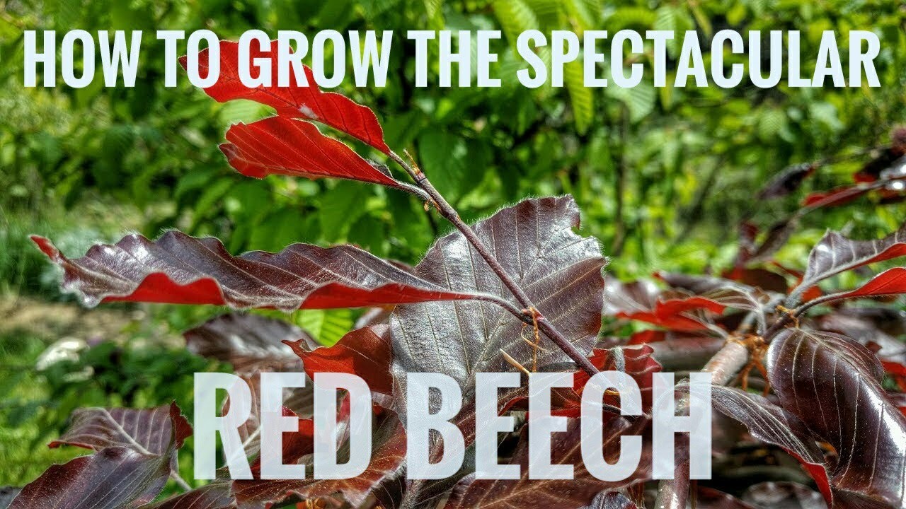 How to grow the spectacular Red/Purple Beech