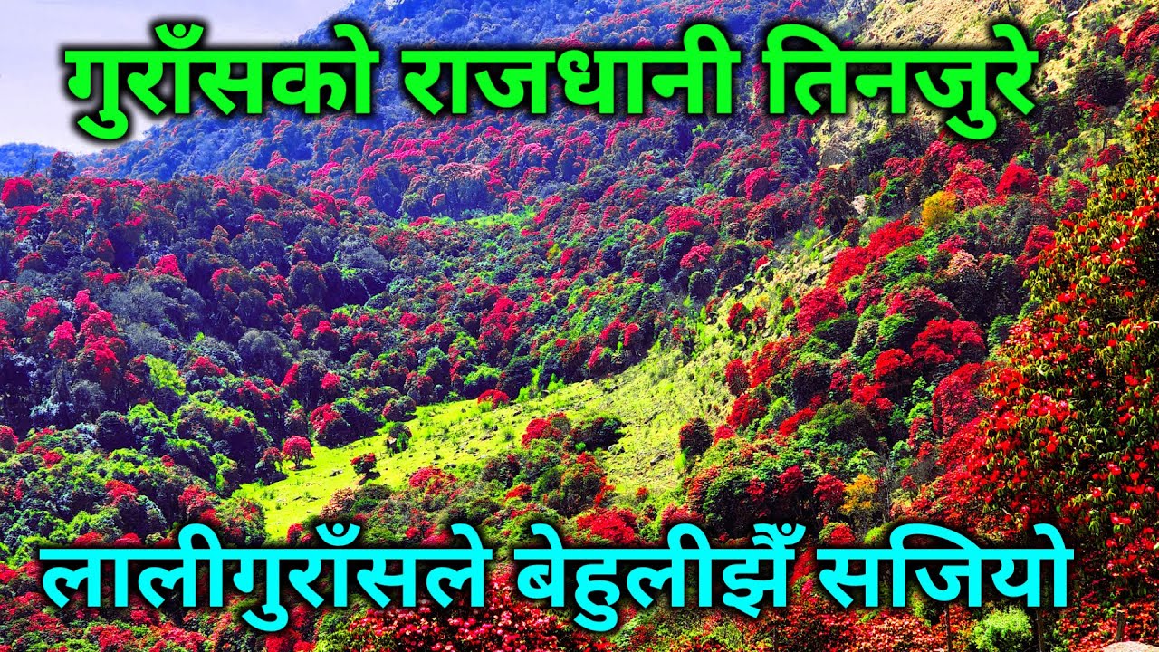 गुराँसको राजधानी तिनजुरे | २८ प्रजातिका लालीगुराँस फुल्ने धर्तिमा लुकेको स्वर्ग | tinjure gurash