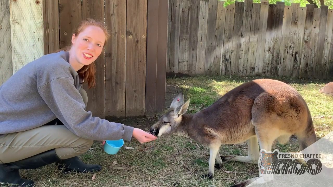 Roo Walkabout - Behind The Scenes