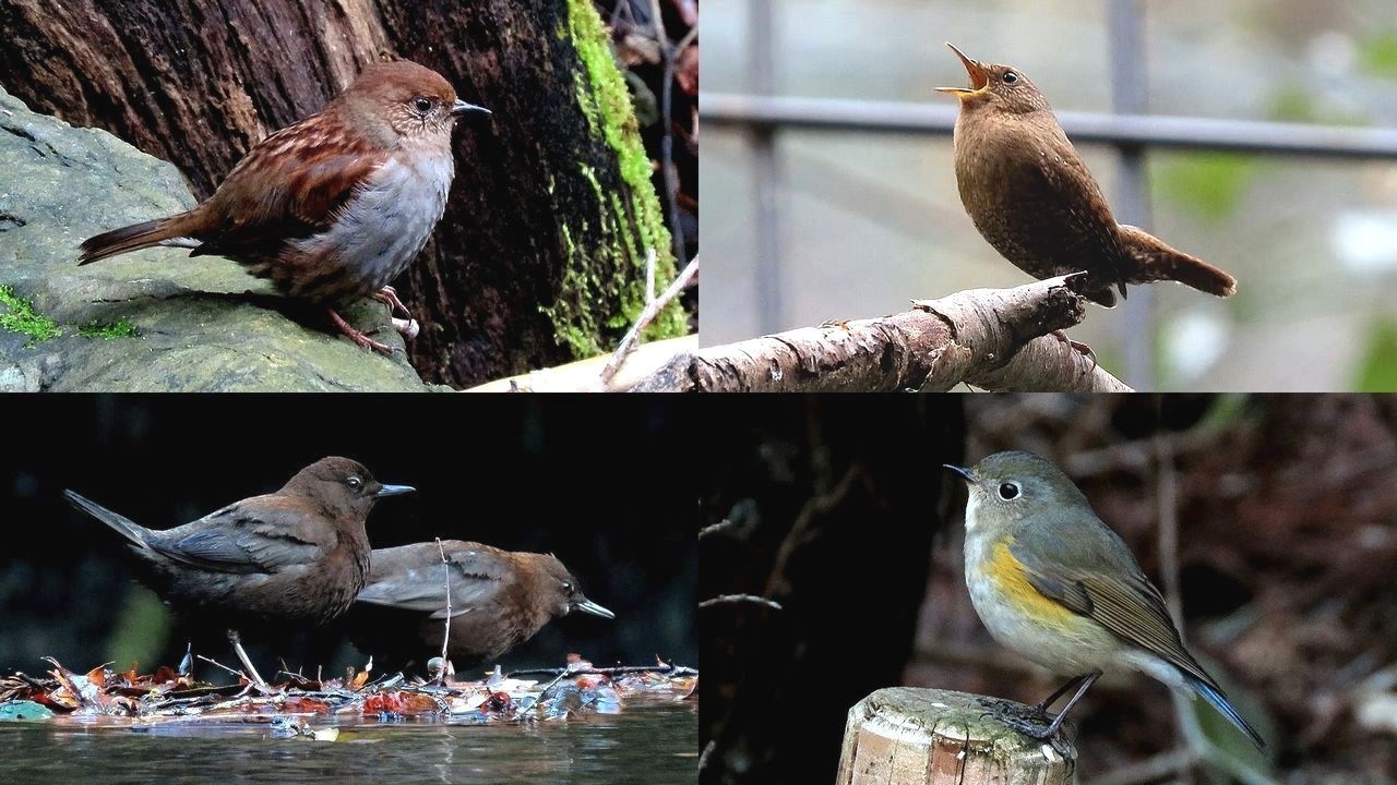探鳥散歩 2026.02.21-27 ミソサザイ・カヤクグリ・ルリビタキ・カワガラスなど17種の野鳥を拾い撮り　西美濃各地の林縁や山間などを歩く