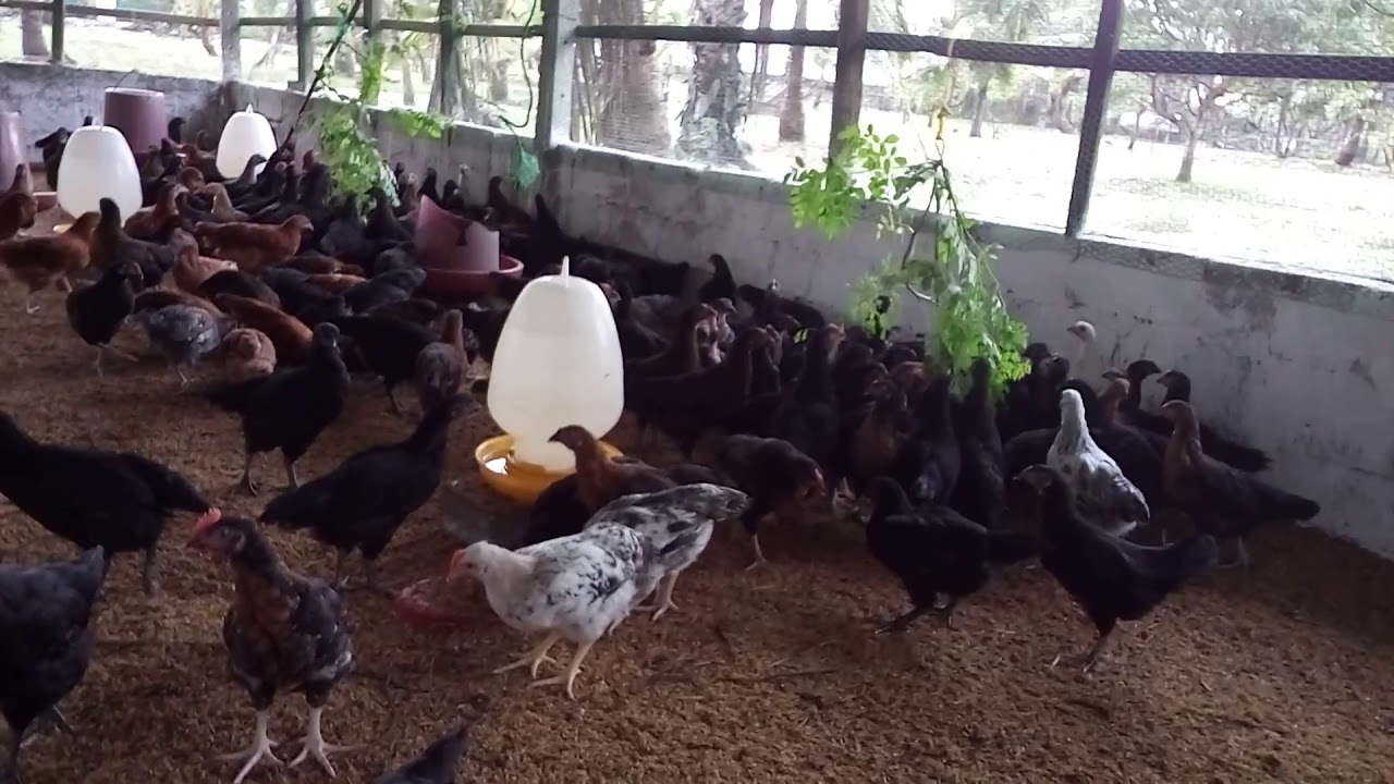 Sri Lankan village chicken