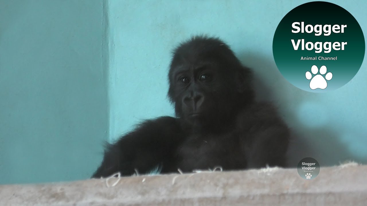 Gorilla Surrage Mum Gets Told By Staff To Get Baby Hasani