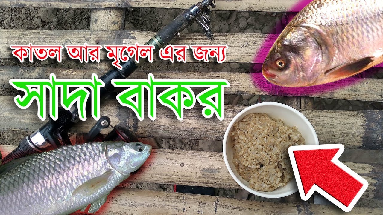 Siamese Carp Catla Mrigal Fishing Bait Sada Bakor | কাতল আর মৃগেল এর জন্য সাদা বাকর