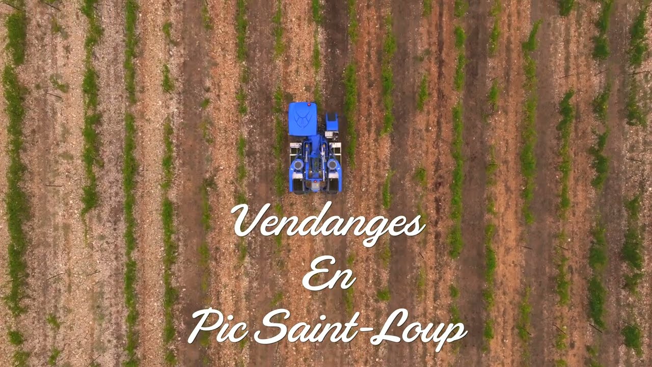 Vendanges en Pic Saint-Loup (Hérault)
