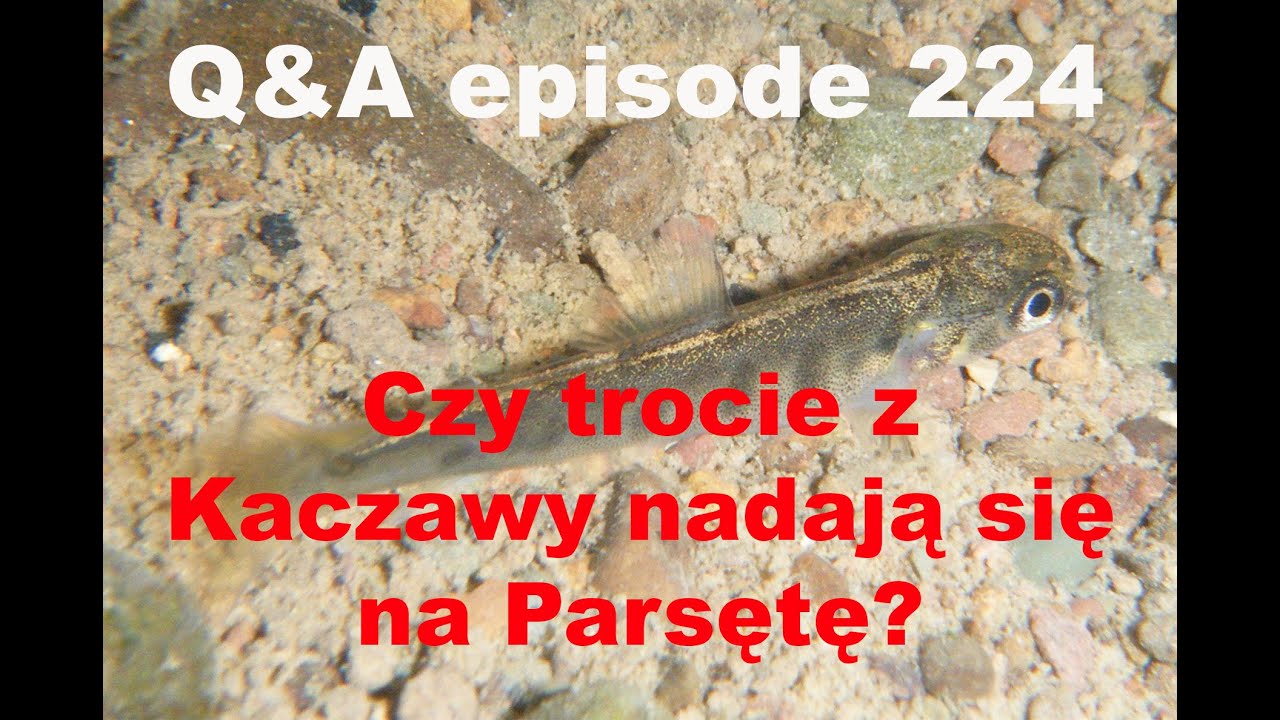 Q&A odcinek 224 - Czy trocie z Kaczawy mogą posłużyć za tarlaki dla rzek przymorskich?