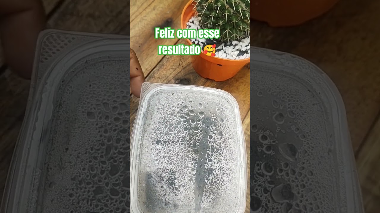 propaga&ccedil;&atilde;o por sementes dos cactos 🥰🙏 #suculentas #plantas #suculentas #cactos #sementes #germina&ccedil;&atilde;o