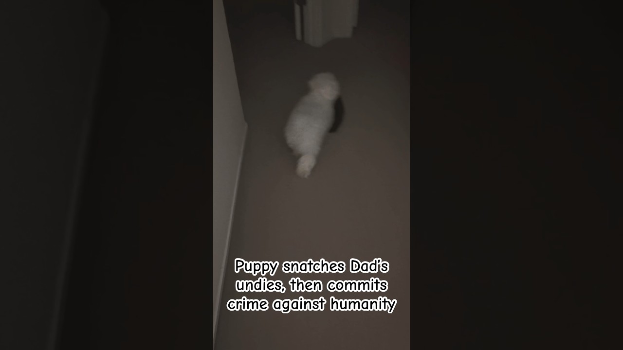 Puppy snatches my underwear 